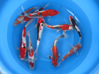 Beni Kumonryu Bild Mitte reserviert