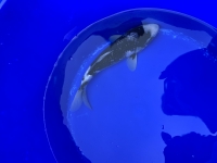 Ginrin Matsukawabake