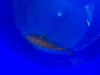 Ginrin Ochiba Shigure