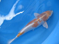 Kogane Ochiba Shigure