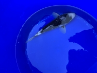 Ginrin Matsukawabake