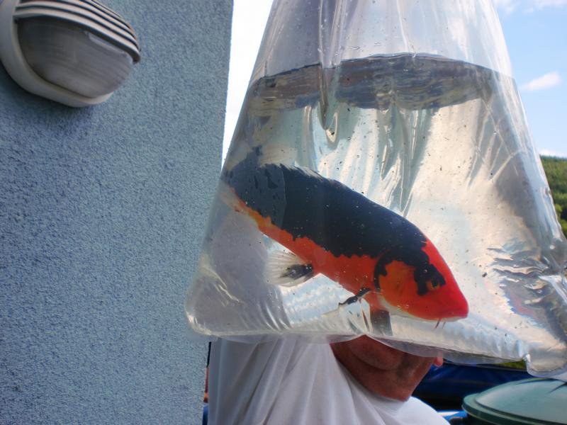 Jubiläums Teichfest 2014